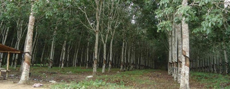 MGR factory shed overview