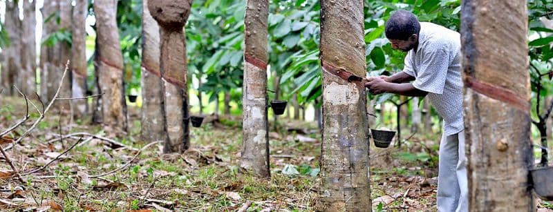 Hevea rubber plantation panorama